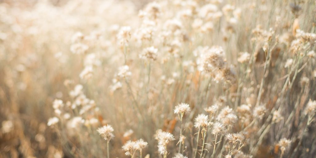 Cool Flower Facts and Fresh News You Probably Didn’t Know